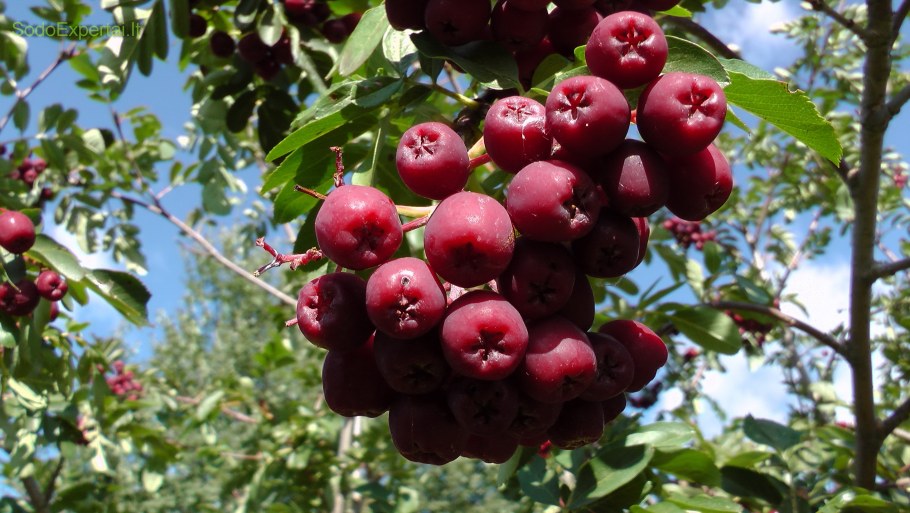 Рябина &#96;Гранатная&#96;, Sorbus &#96;Granatnaja&#96;