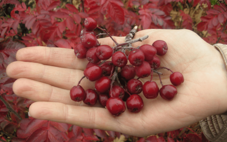 Рябина ликерная и Гранатная
