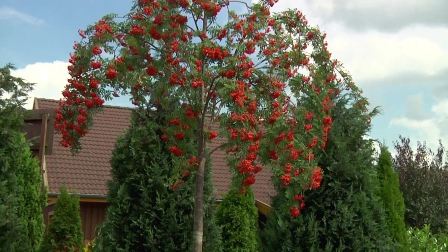 Рябина повислая Пендула