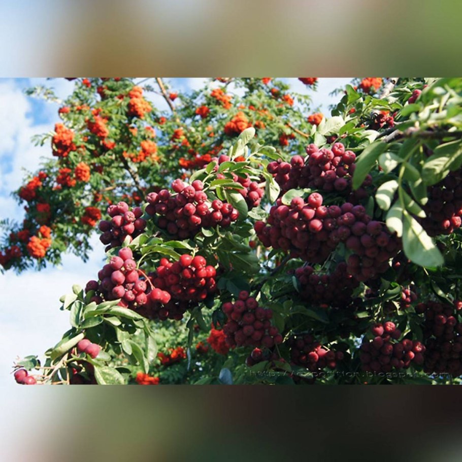 Рябина обыкновенная Гранатная