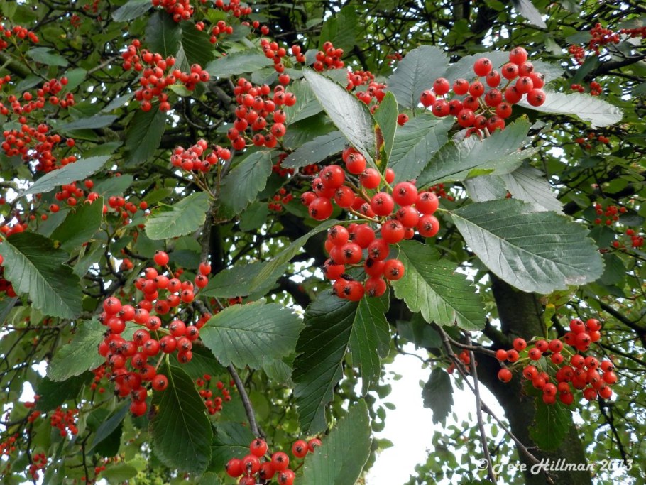 Рябина промежуточная (шведская) (Sorbus Intermedia)