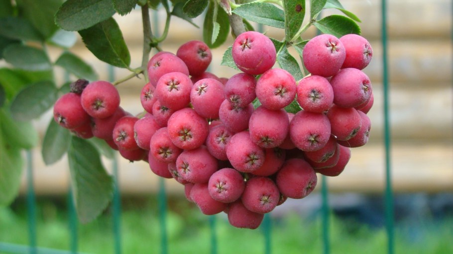 Рябина сладкоплодная Гранатная