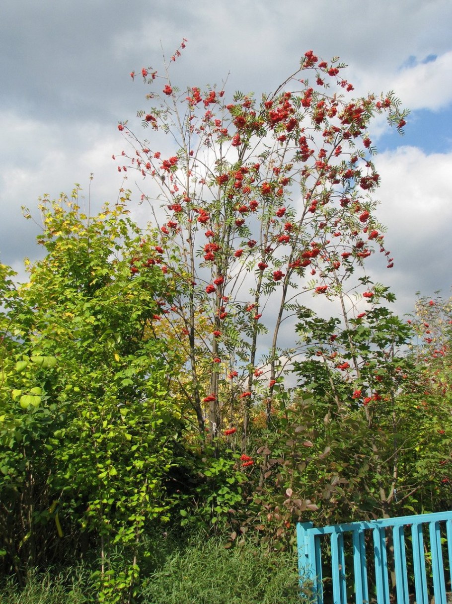 Рябина обыкновенная многоствольная