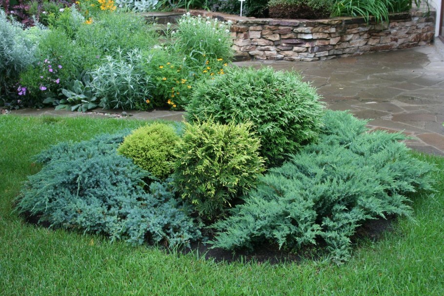 Можжевельник казацкий Эректа