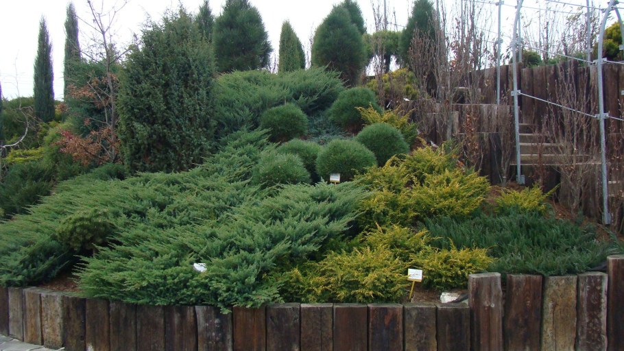 Можжевельник грей Оул