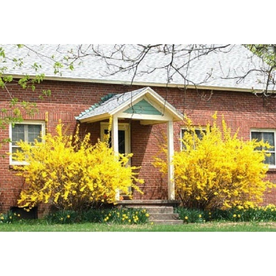 Форзиция Голден Таймс