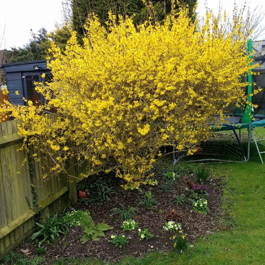 Форзиция спирея Барбарис