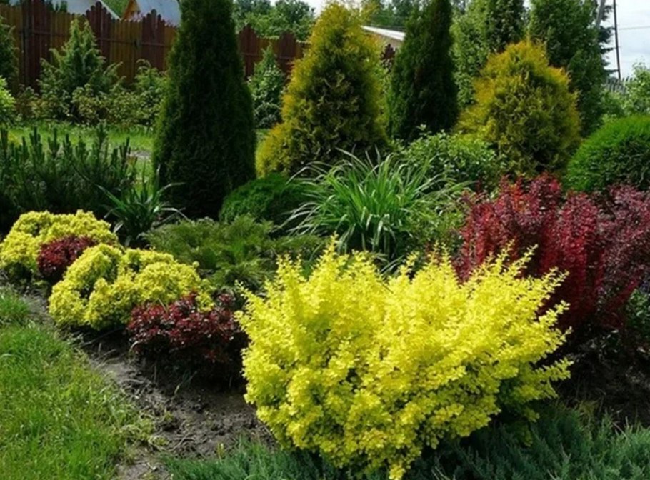 Барбарис Тунберга Aurea