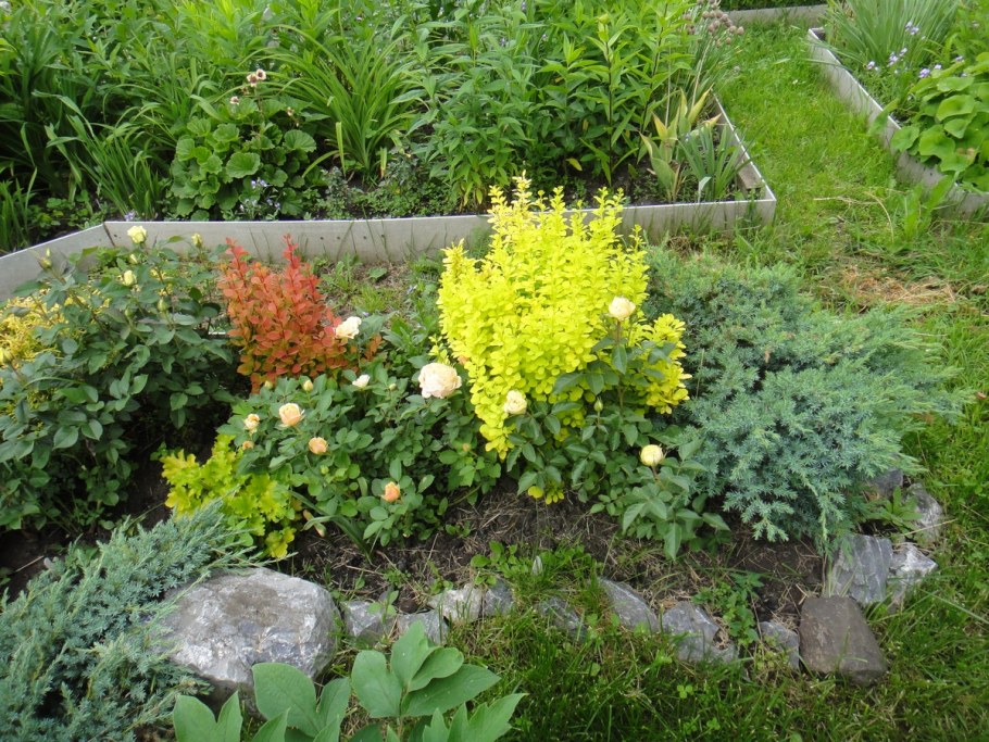 Спирея и гейхера в миксбордах