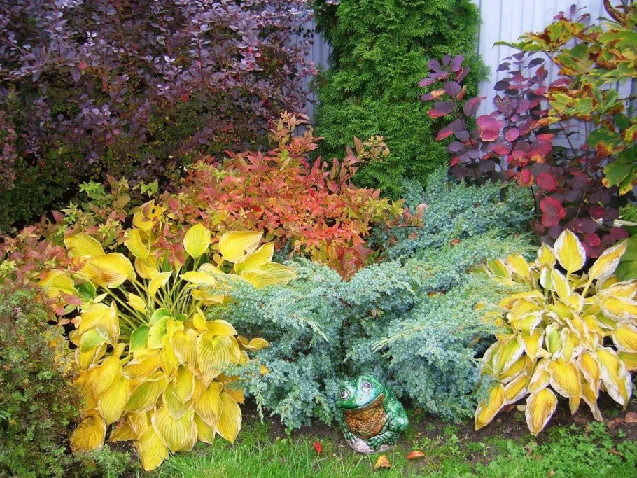 Гортензия Барбарис Хоста на клумбе