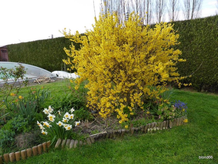 Форзиция и Барбарис