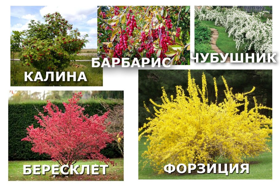 Форзиция спирея Барбарис