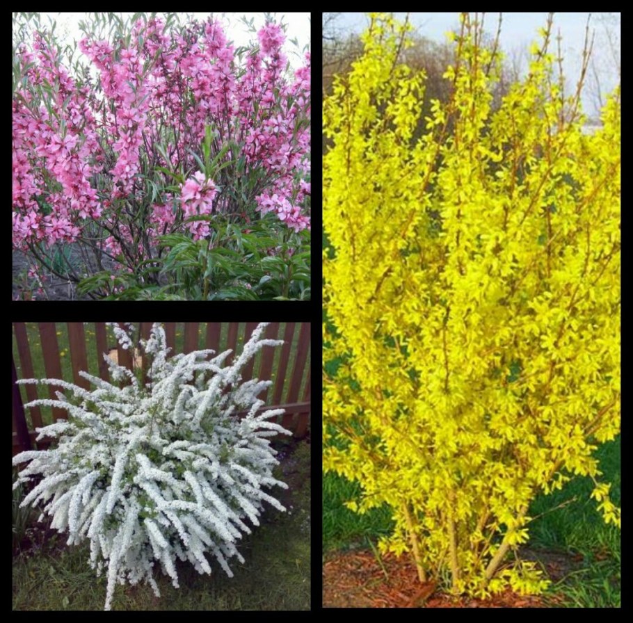 Миндаль Барбарис форзиция