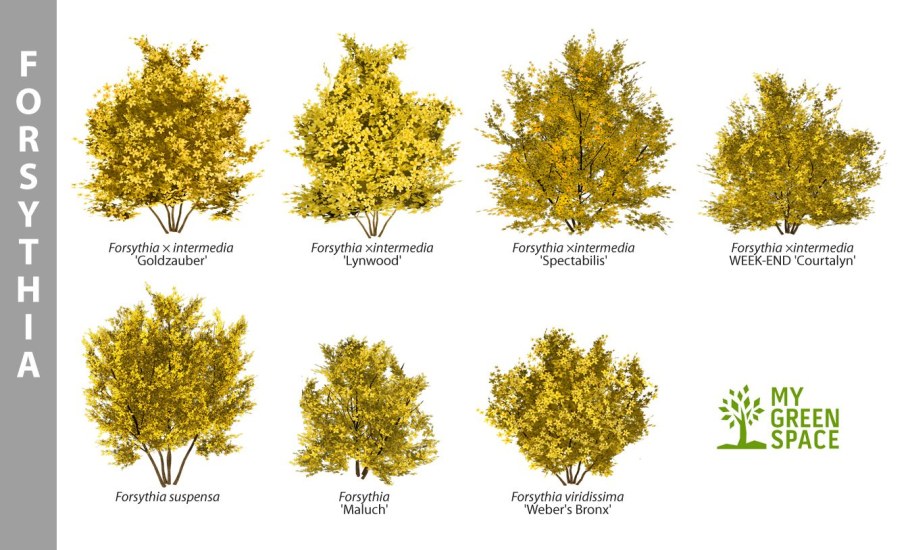 Форзиция Спектабилис