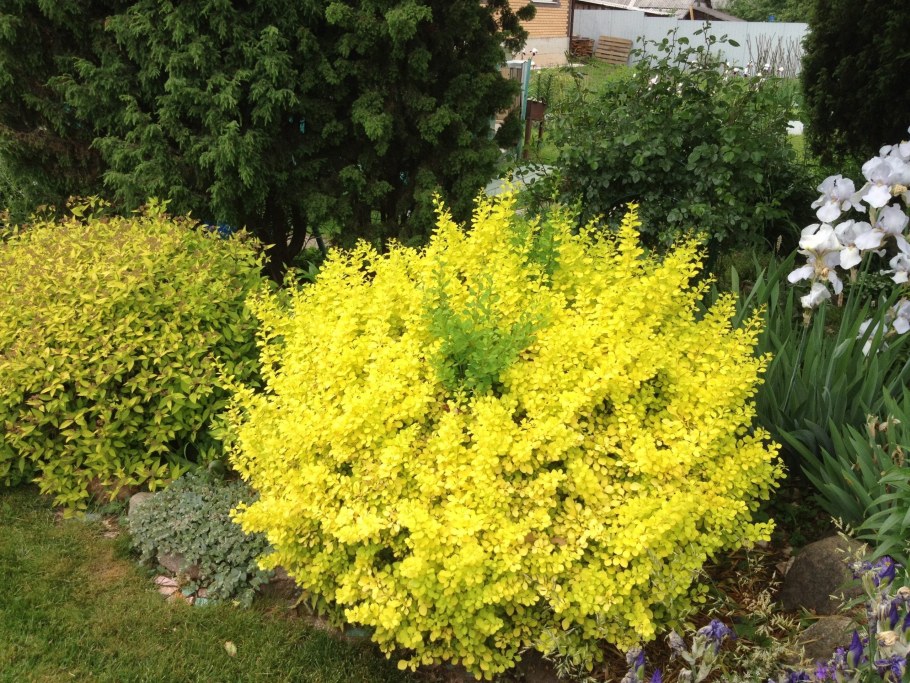 Барбарис Тунберга Ауреа