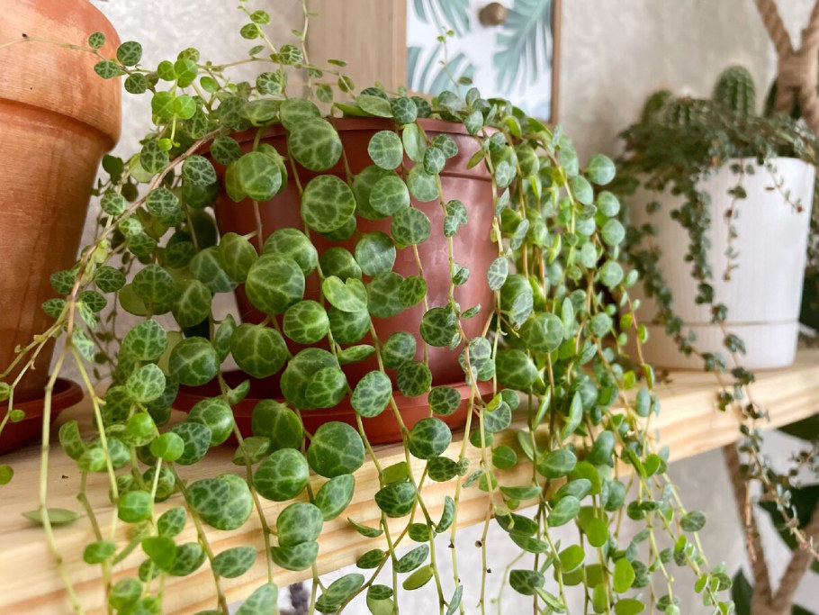 Пепероми Головатая Пепероми Головатая