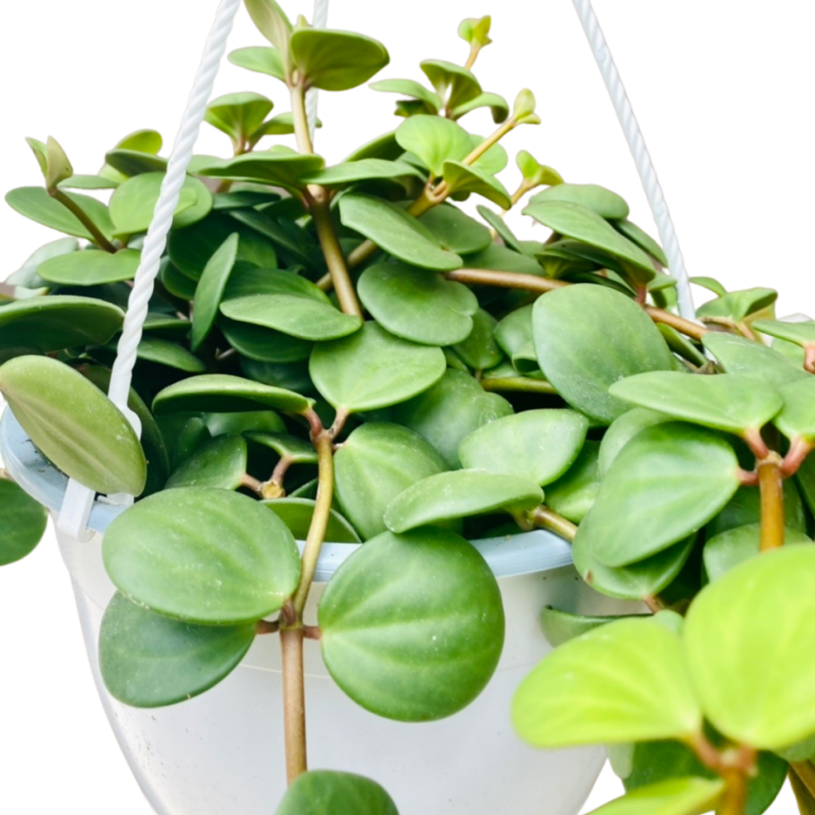Пеперомия туполистная Лиана
