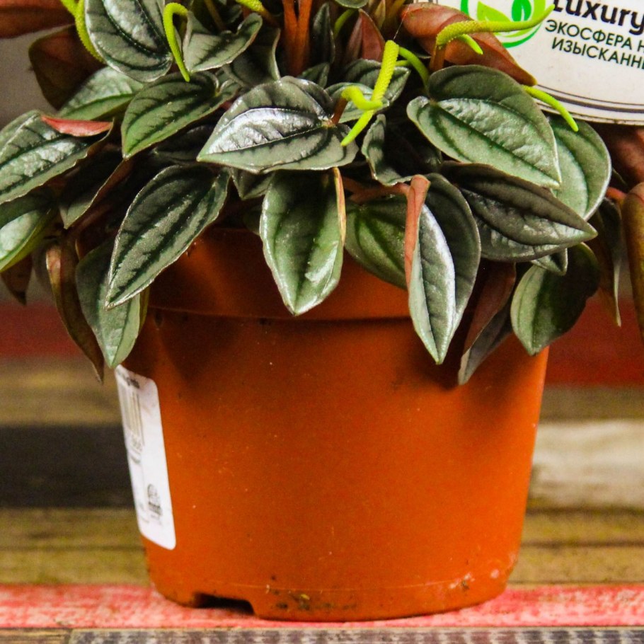 Пеперомия Россо фото