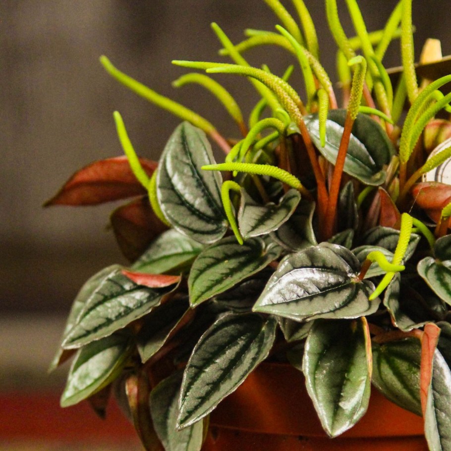 Пеперомия Бамбино Россо