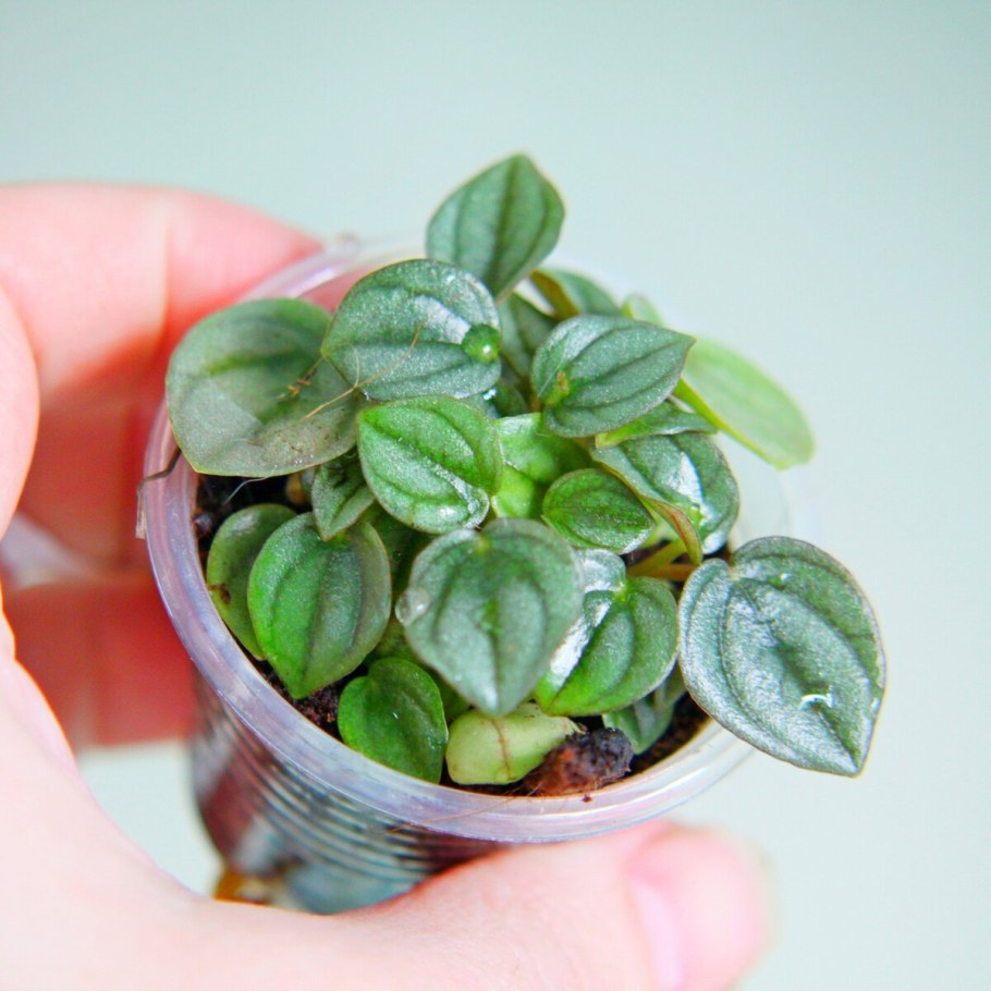 Пеперомия Наполи Найт фото