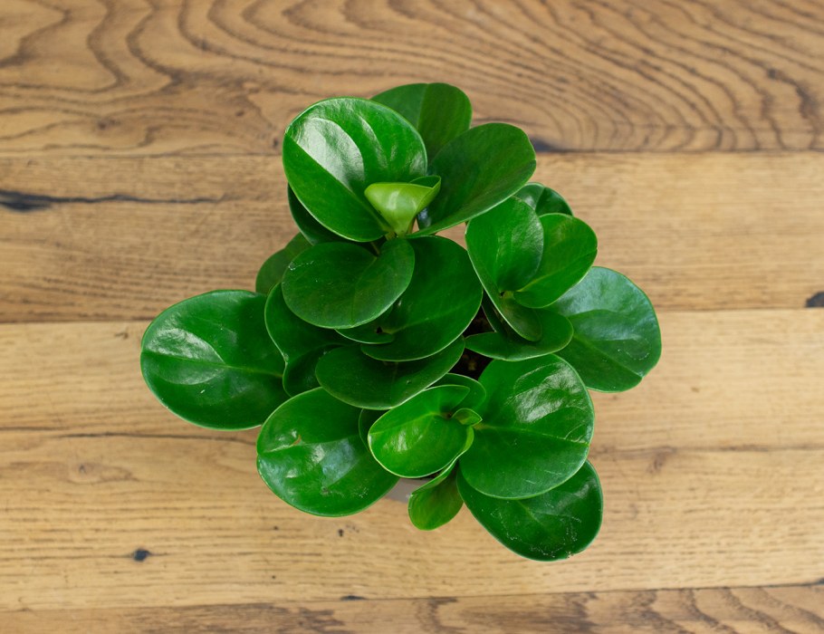 Пеперомия Обтусифолия Джинни