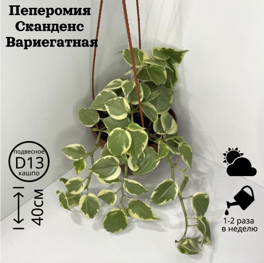 Пеперомия Сканденс