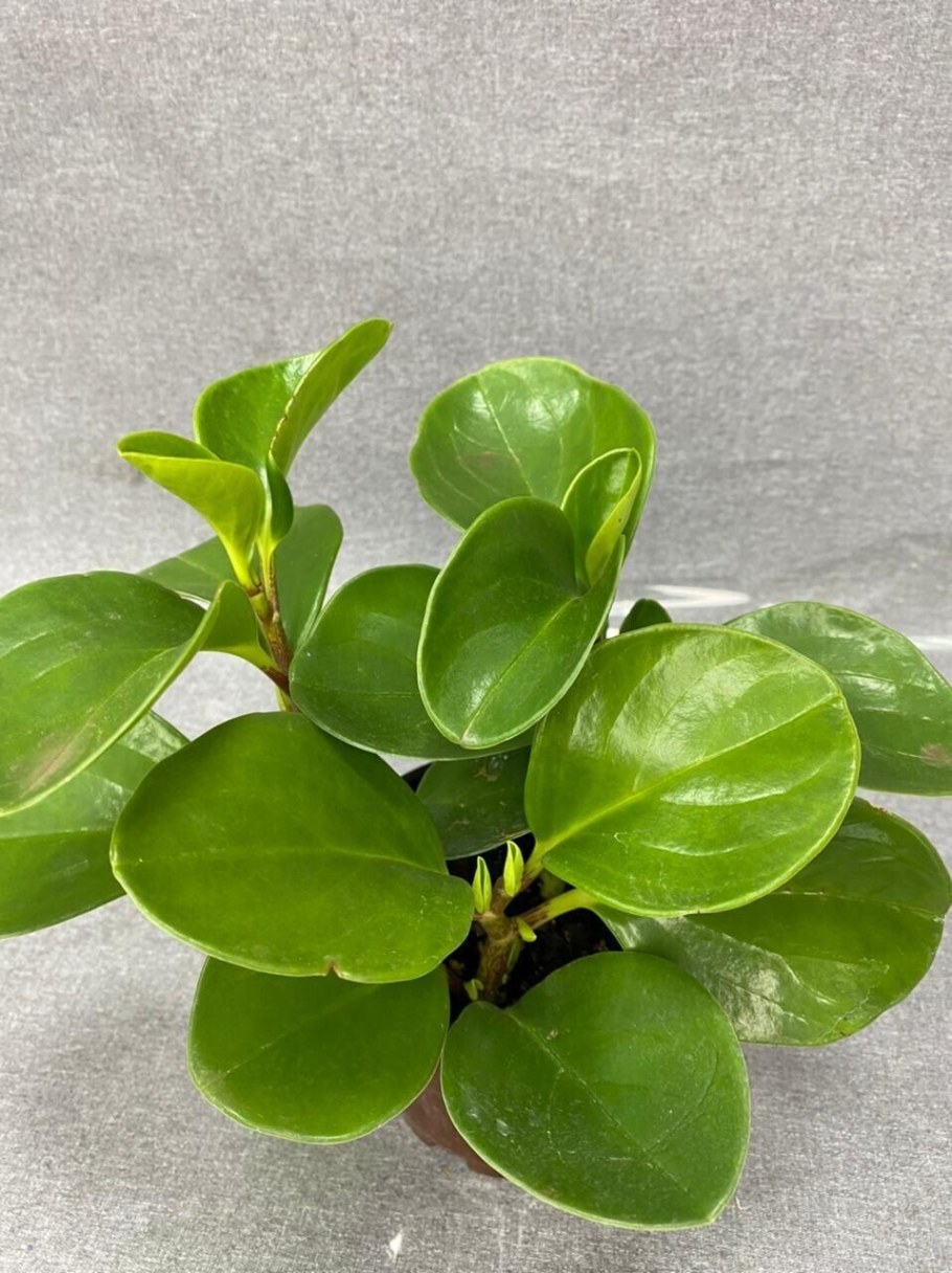 Растение Пеперомия