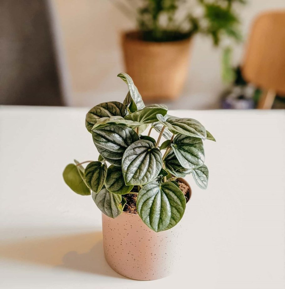 Пеперомия фиттония