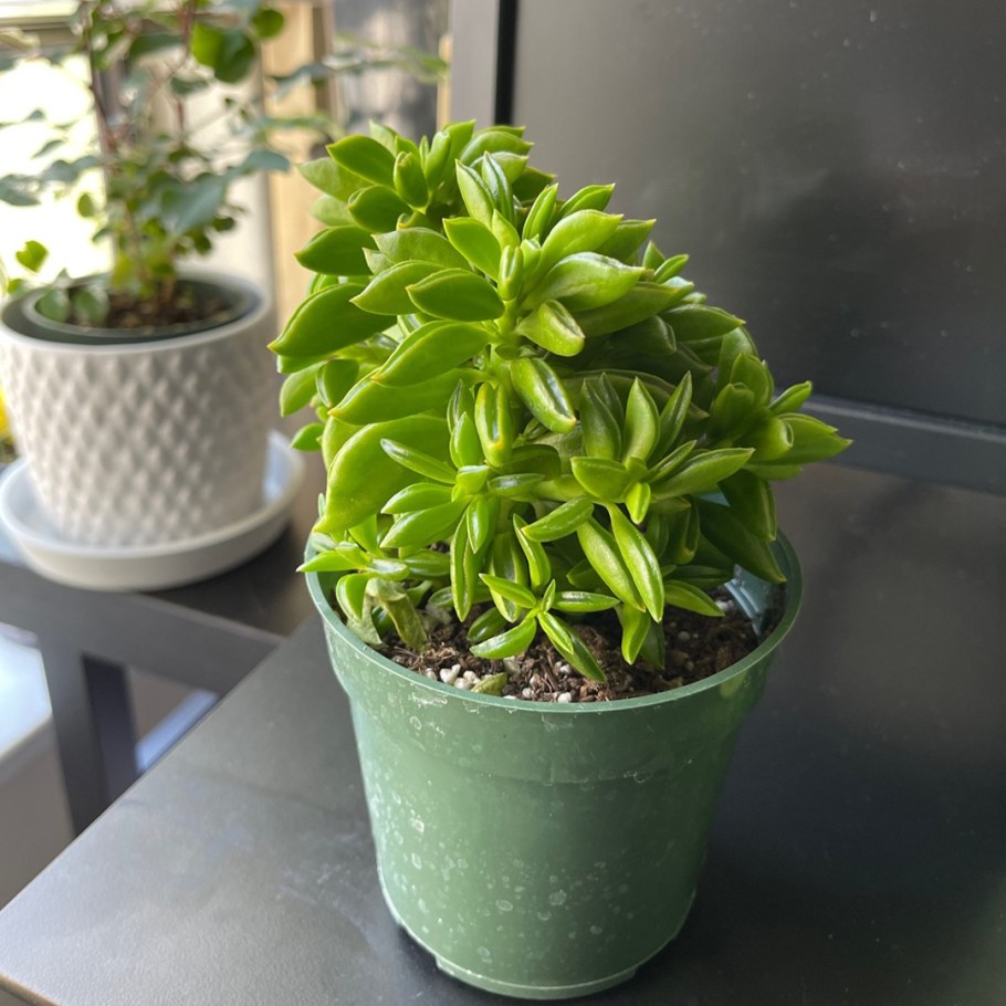 Пеперомия долабриформис цветение