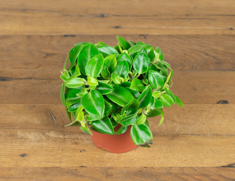 Традесканция Пеперомия