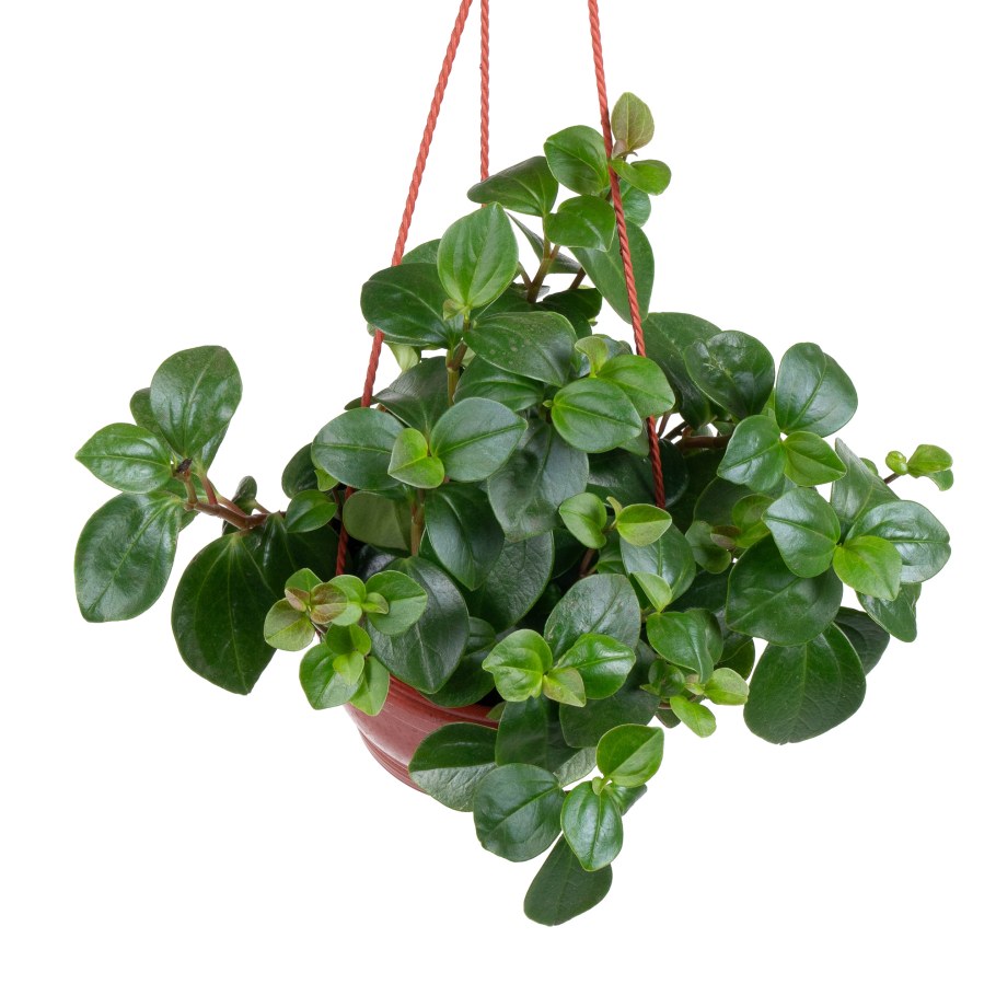 Пеперомия Голден гейт