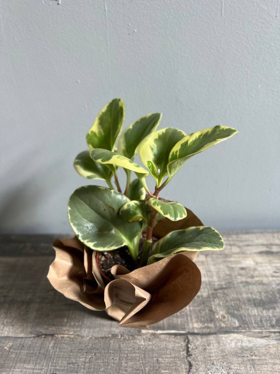 Пеперомия туполистная полив