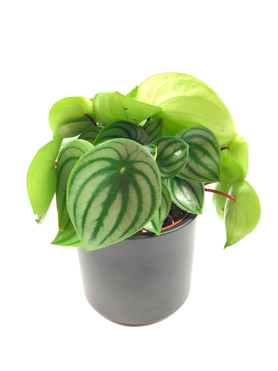 Пеперомия Арбузная