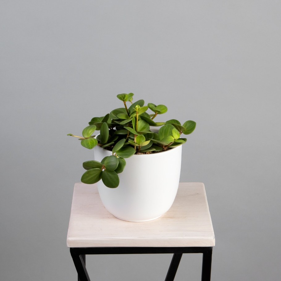 Пеперомия Хоуп комнатный цветок