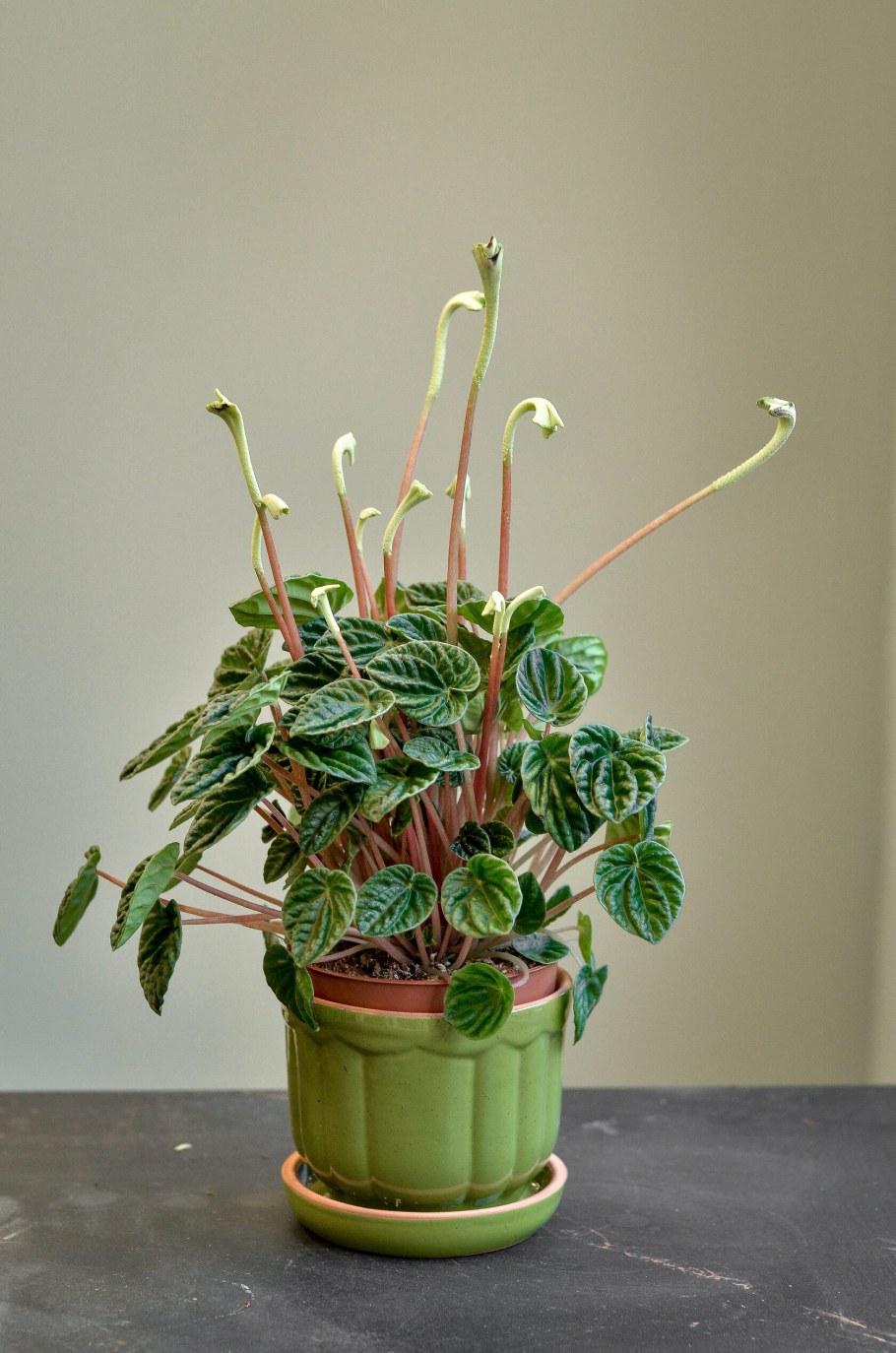 Пеперомия Арбузная фото