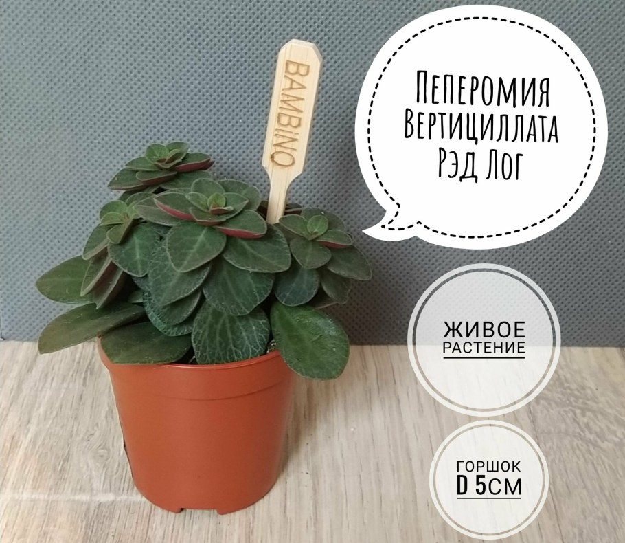 Пеперомия вертициллата