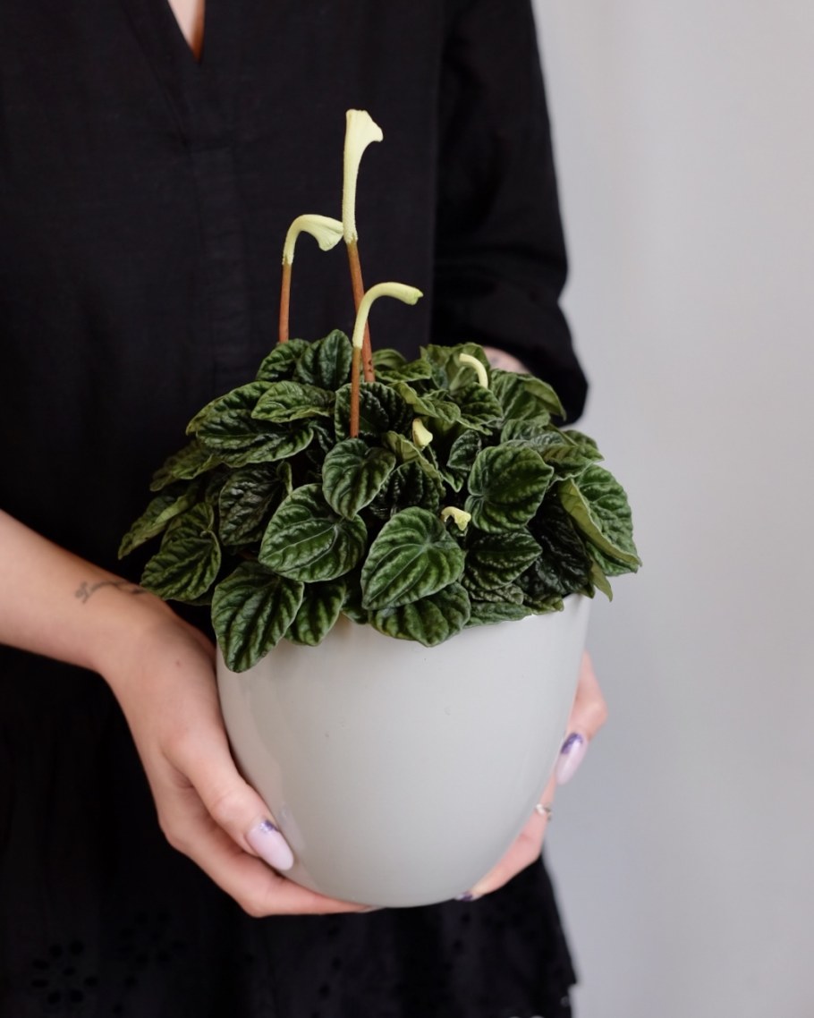 Пеперомия вертициллата