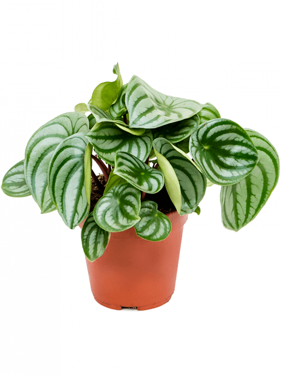 Пеперомия Аргирея