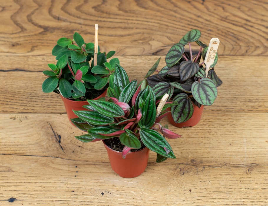 Пеперомия Гравеоленс