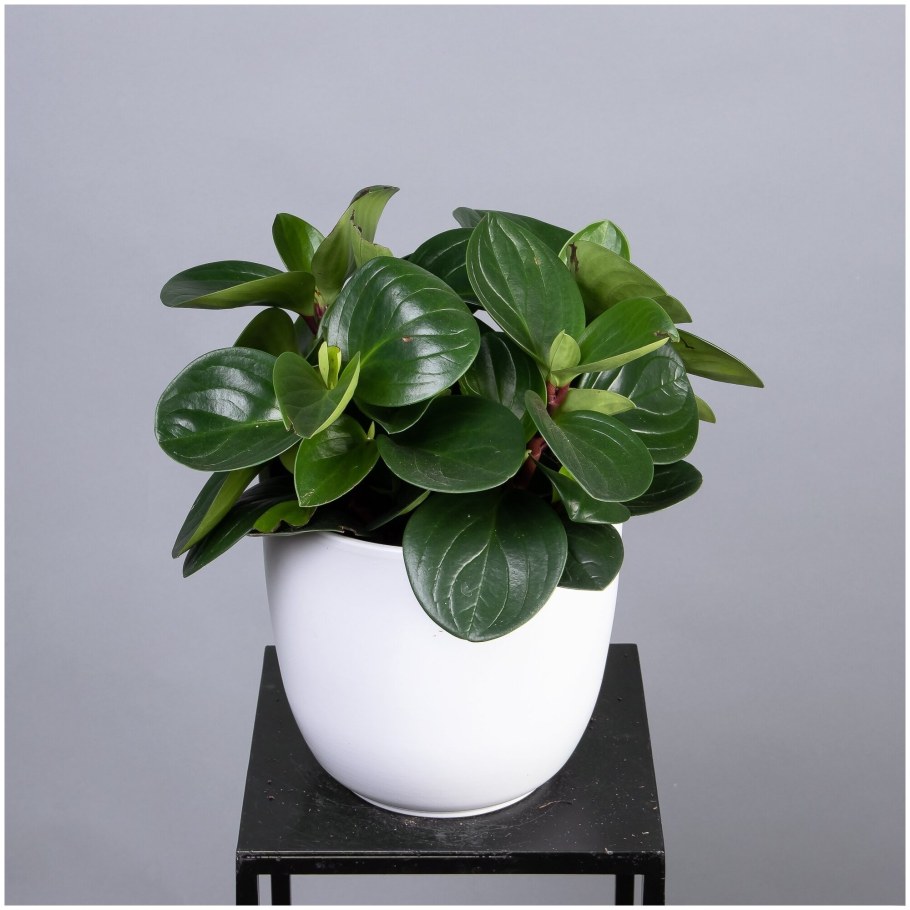 Пеперомия туполистная Грин