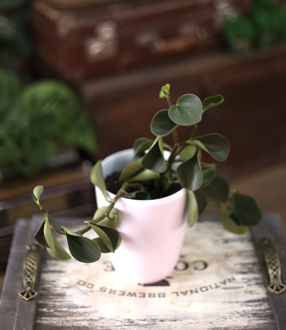 Пеперомия Сандерса