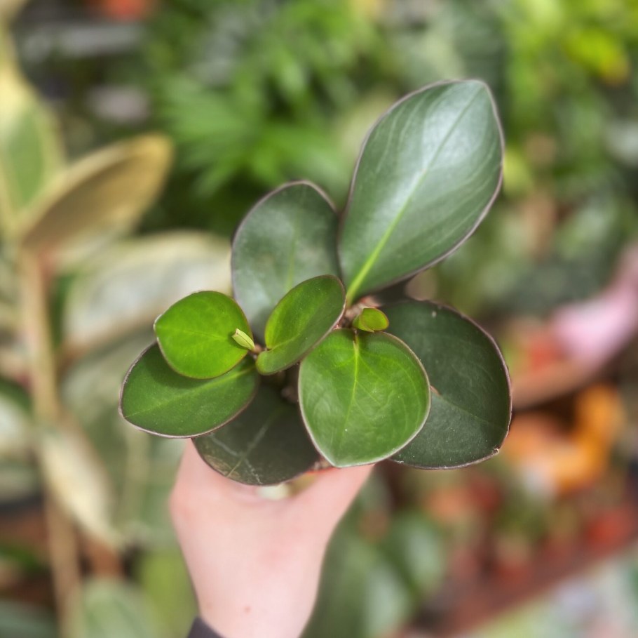 Пеперомия ред Маргин