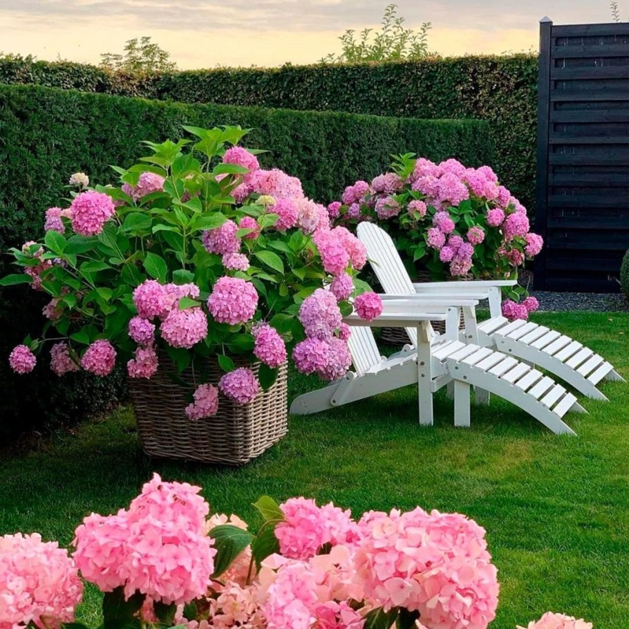 Гортензия крупнолистная изгородь