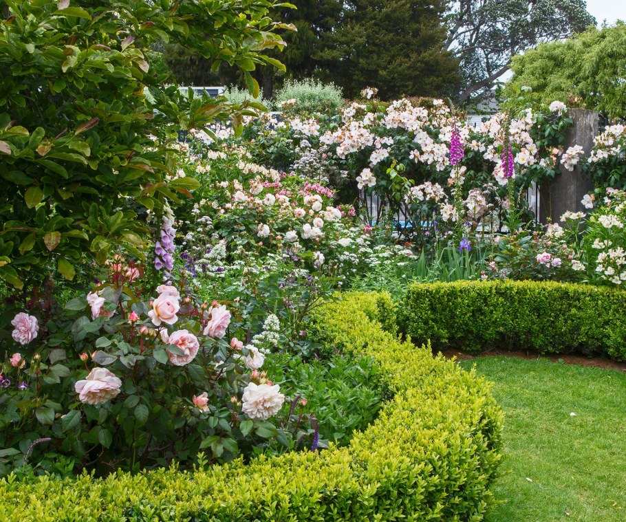 Роза David Austin изгородь