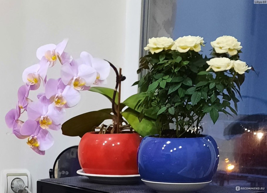 Орхидея из фикс прайс в горшке