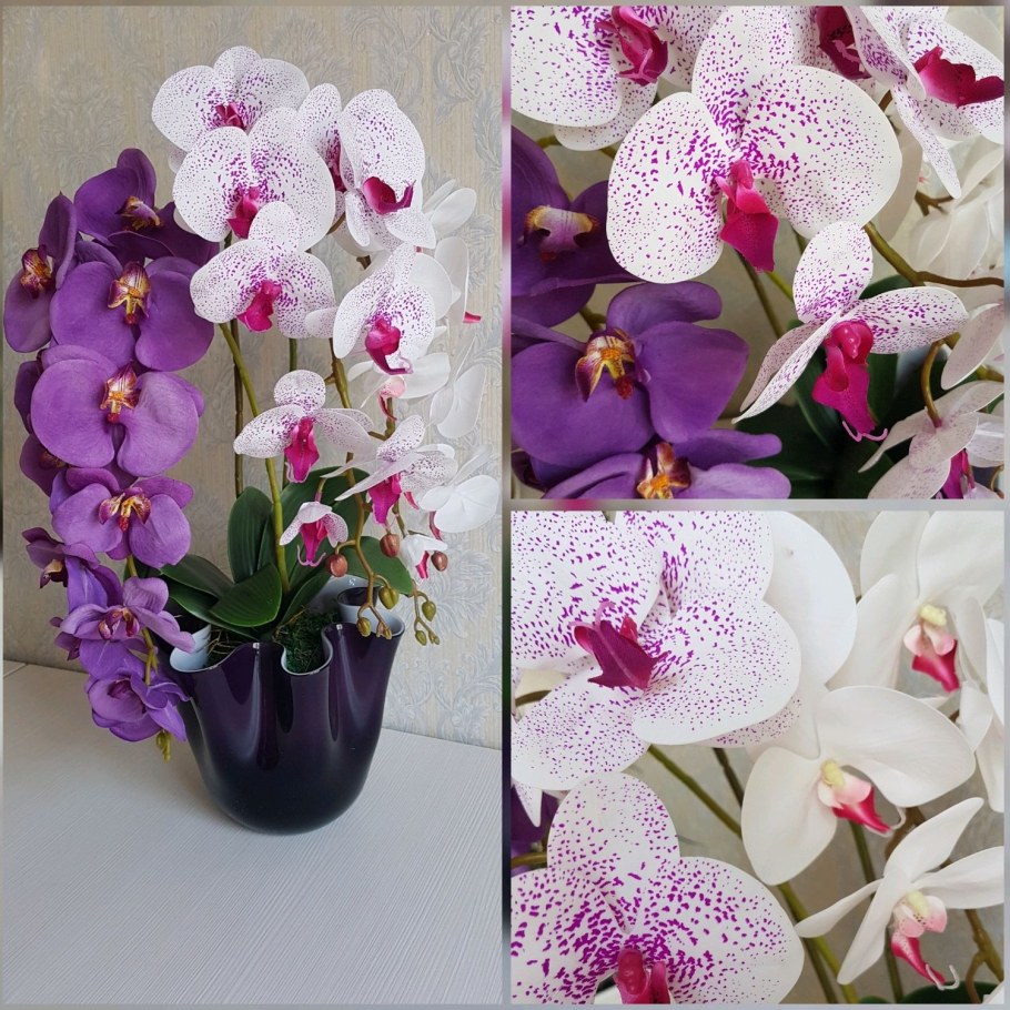 Орхидеи Eva Leptir
