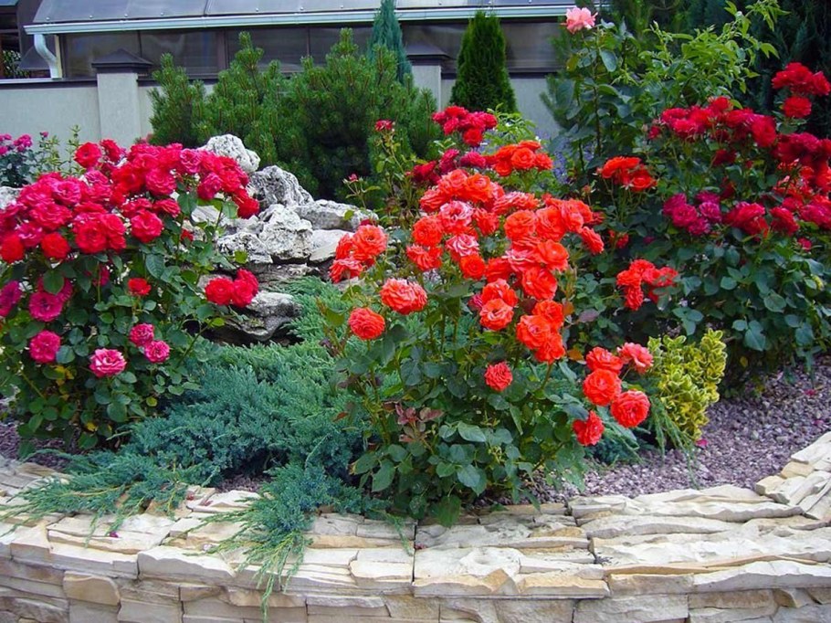 Роза почвопокровная Розариум