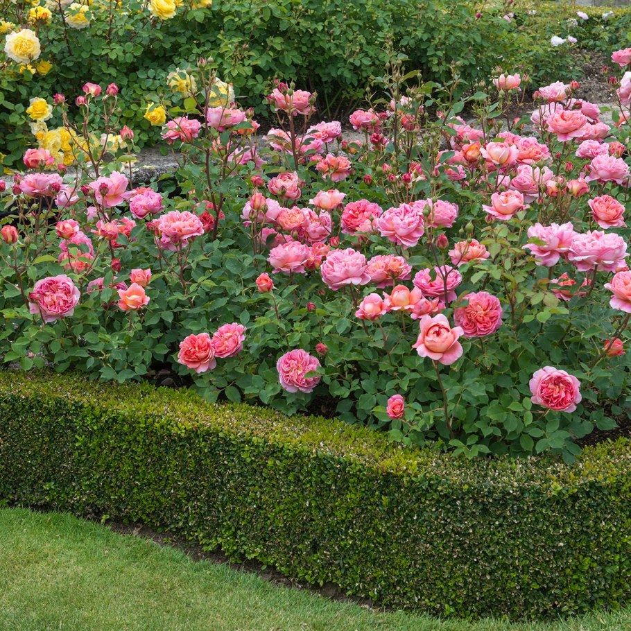 Роза почвопокровная Гарден