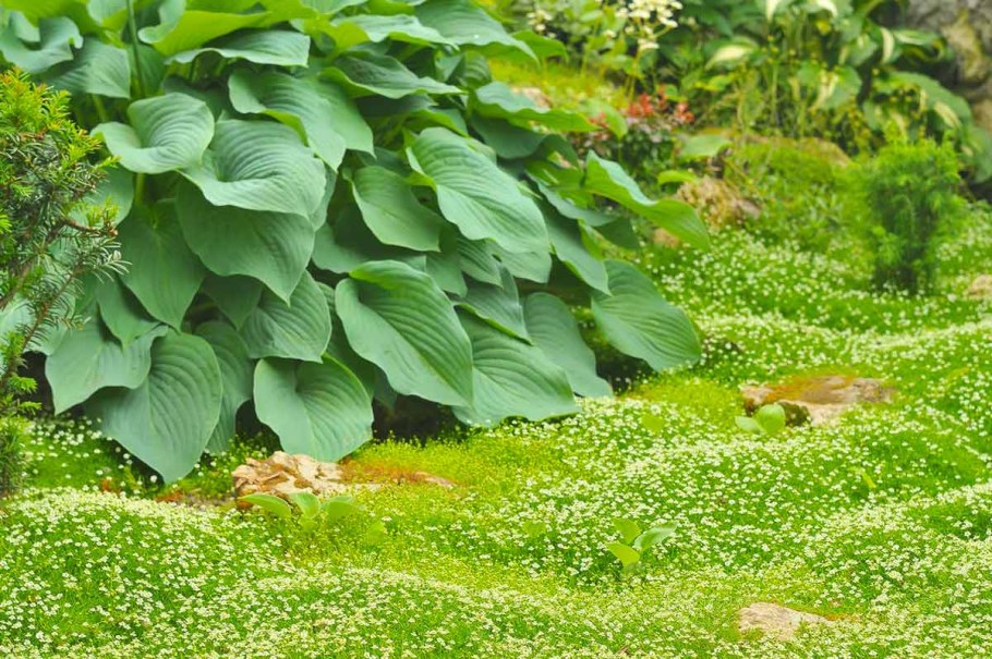 Мшанка ирландский мох