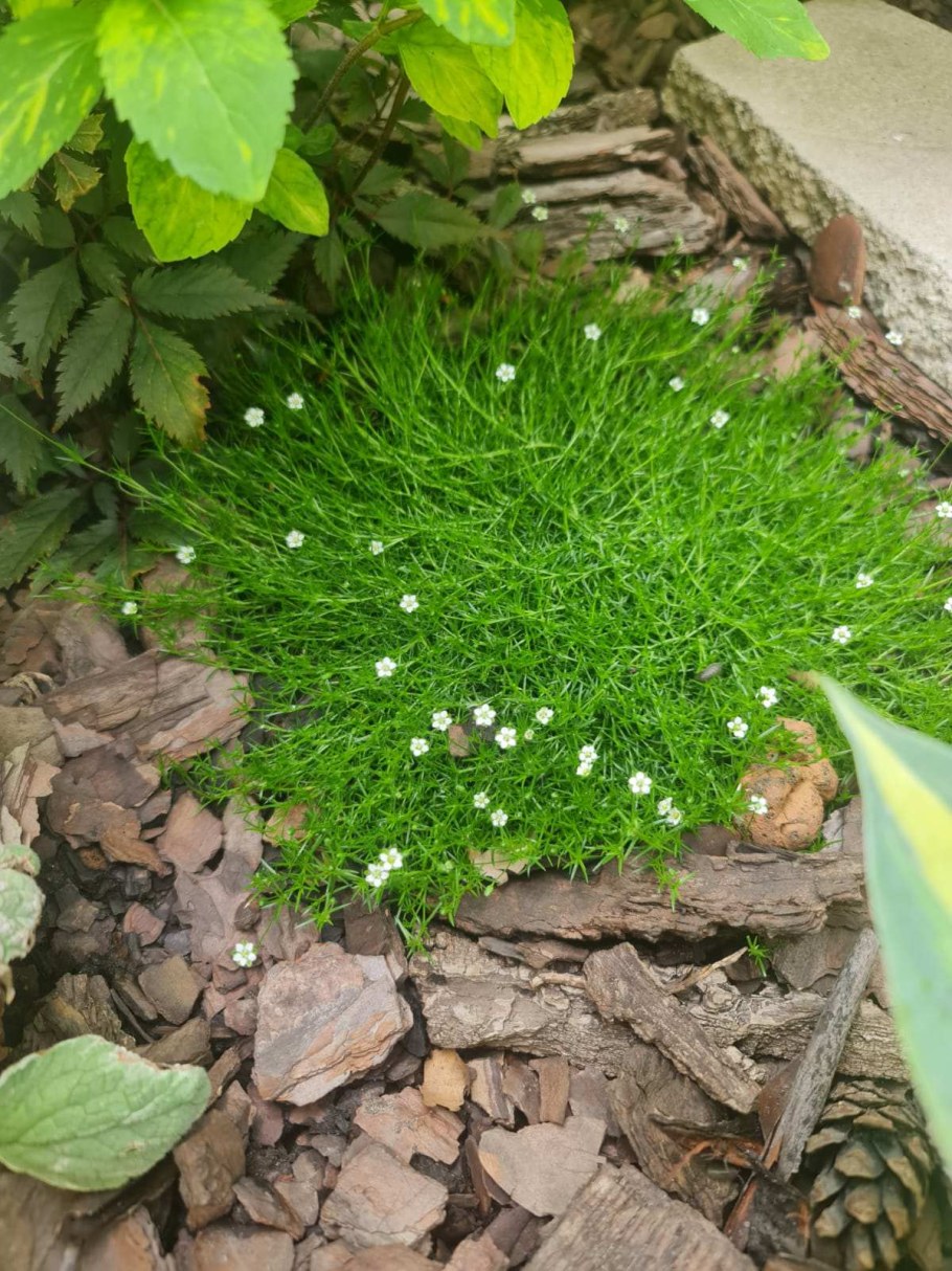 Мшанка шиловидная